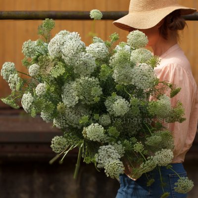 Zoom bild av Tandpetarsilja Ammi visnaga Green Mist