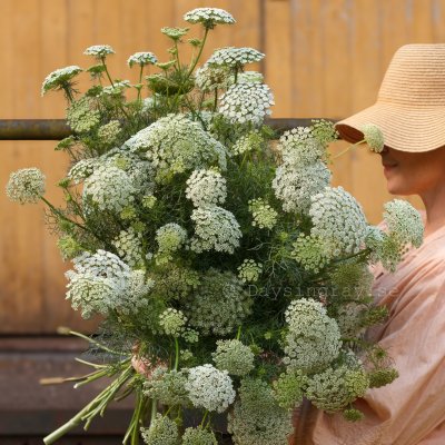 Zoom bild av Tandpetarsilja Ammi visnaga Green Mist