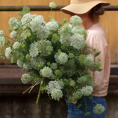 Zoom bild av Tandpetarsilja Ammi visnaga Green Mist