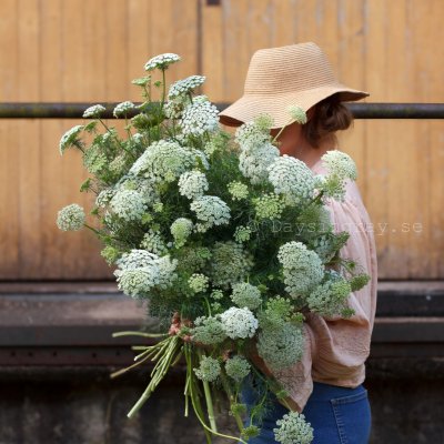 Zoom bild av Tandpetarsilja Ammi visnaga Green Mist