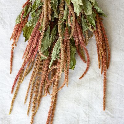 Zoom image of Dried Amarant Coral Fountain