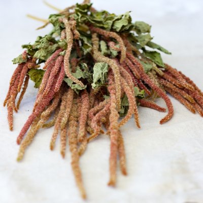 Zoom image of Dried Amarant Coral Fountain