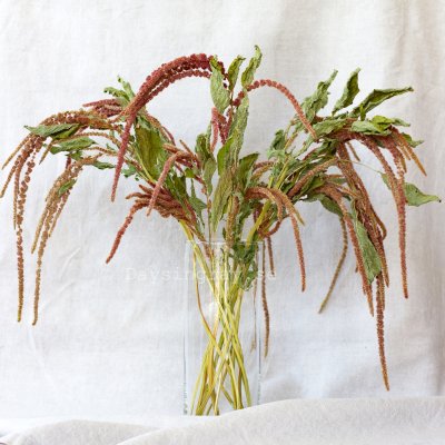 Zoom image of Dried Amarant Coral Fountain