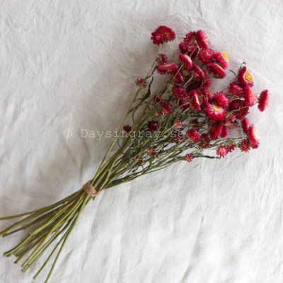 Zoom bild av Torkad Jätteeternell Rose