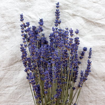 Zoom bild av Torkad Lavendel