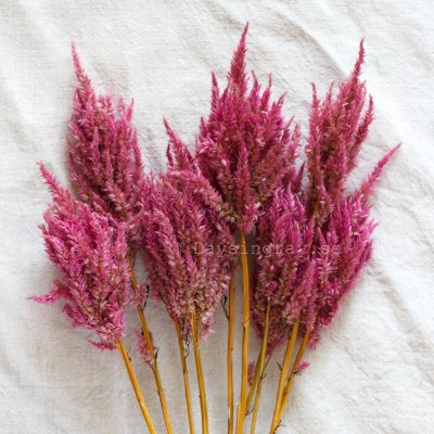 Zoom image of Dried Celosia Bright Pink