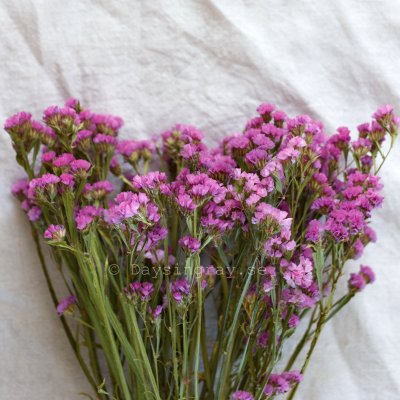 Zoom bild av Torkad Risp Rosa