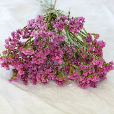 Zoom bild av Torkad Risp Rosa