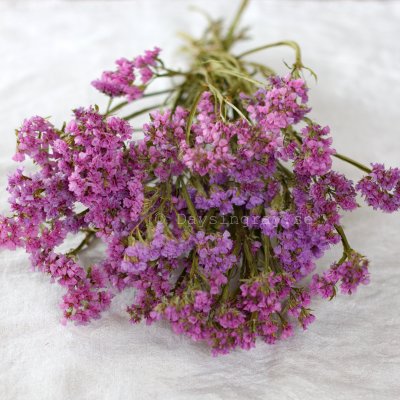 Zoom bild av Torkad Risp Rosa/Lila