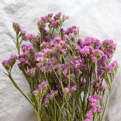 Zoom bild av Torkad Risp Rosa/Lila