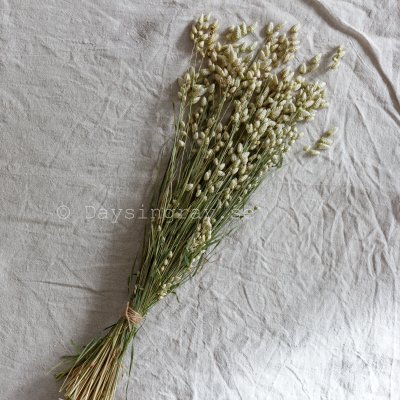 Zoom image of Dried Greater Quaking Grass