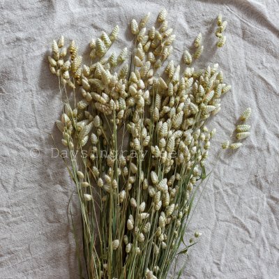 Zoom image of Dried Greater Quaking Grass