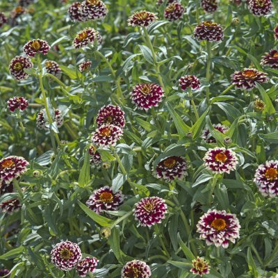 Zoom bild av Zinnia haageana Jazzy Red