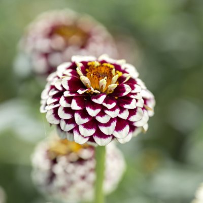 Zoom bild av Zinnia haageana Jazzy Red