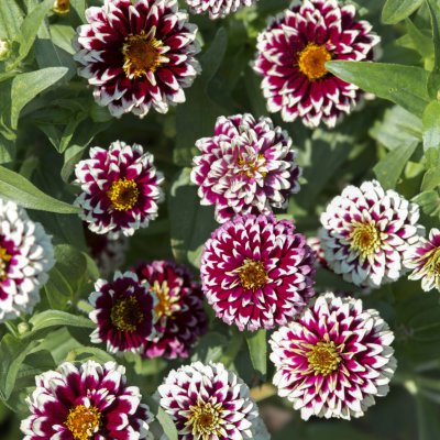 Zoom bild av Zinnia haageana Jazzy Red