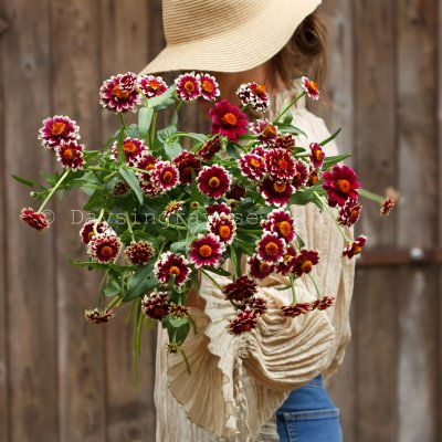 Zoom image of Zinnia haageana Jazzy Red