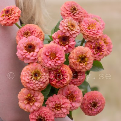 Zoom bild av Zinnia oklahoma salmon