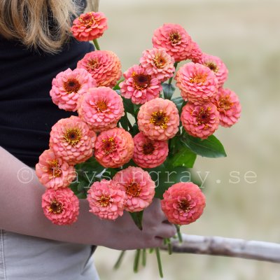 Zoom bild av Zinnia oklahoma salmon