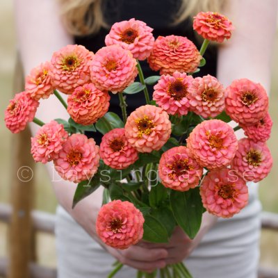 Zoom bild av Zinnia oklahoma salmon