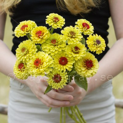 Zoom image of Zinnia - elegans Queen Lemon Peach