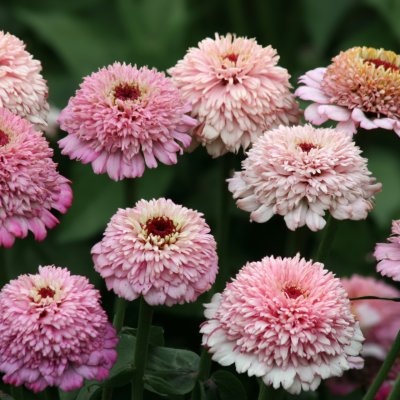 Zoom bild av Zinnia elegans Zinderella Lilac
