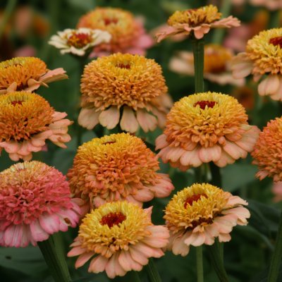 Zoom bild av Zinnia elegans Zinderella Peach